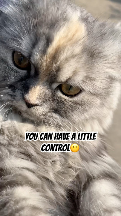 You cannot control me🐈😾#catshorts #funnycat #catvideos #cutecat #viralshorts #cute #kitten #cat