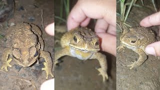 Catch A Frog The Sound Of Funny Drums Boing Boing Catching Frogs Funny