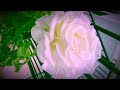 Relaxing Flute Music and Flower Slideshow