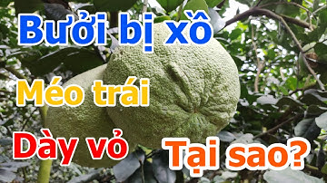 Bưởi bị xồ trái, dày vỏ, méo trái, Nguyên nhân do đâu? Cách khắc phục
