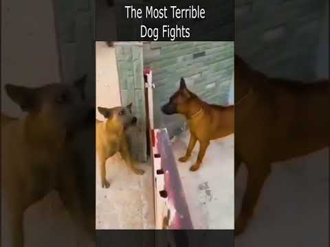 Wideo: Czy istnieją walki psów?