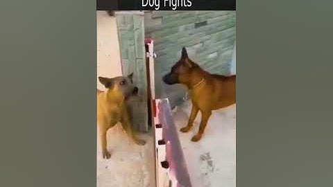 De meest verschrikkelijke hondengevechten