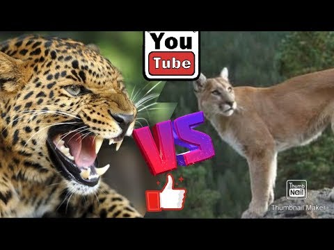Пума против леопарда. Puma against Leopard. Animals Battle.