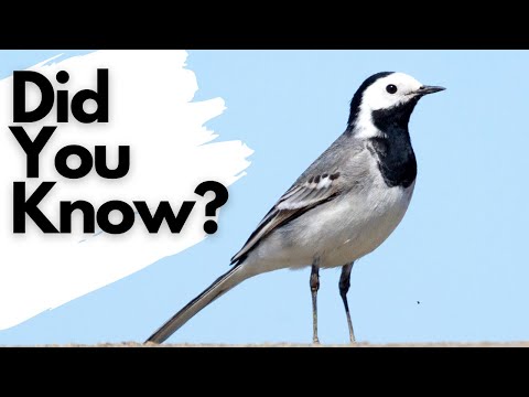 Things you need to know about the PIED WAGTAIL!