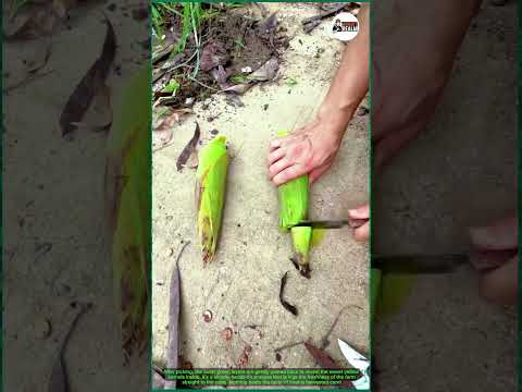 Fresh Corn Harvest