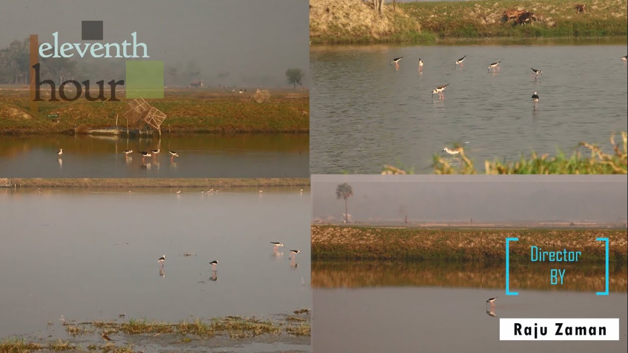 Black winged stilt birds documentary of Bangladesh*****
