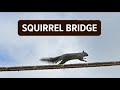 City of Duvall builds bridge for squirrels
