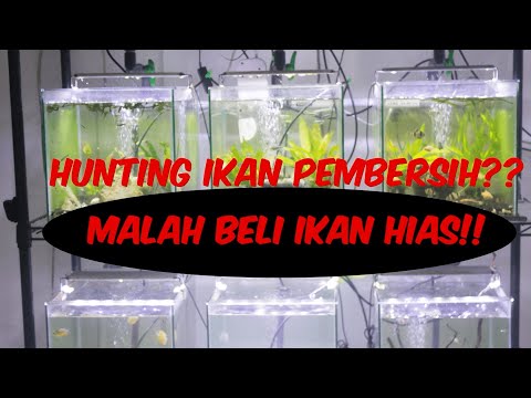TEDD MINI AQUASCAPE