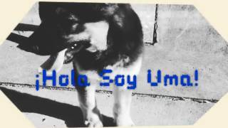 Presentación Del C - Hola Soy Uma