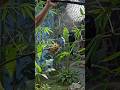 bts #ytshorts #ytsearch #ytviral #birds