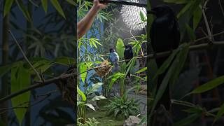 bts #ytshorts #ytsearch #ytviral #birds
