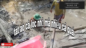 tát ao cá lóc giống miền tây - draining pond to catch snakehead fish in Vietnam