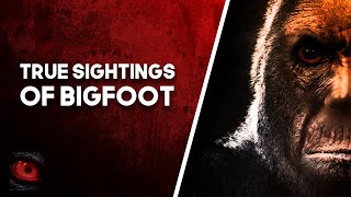 JUVENILE SIGHTING - 4 TRUE BIGFOOT SIGHTINGS - What Lurks Beneath