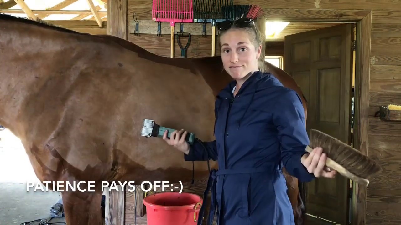 Intro to Horse Body Clipping YouTube