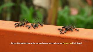 Life Of an Ant!   #wildlife #ants #facts #animals #learning
