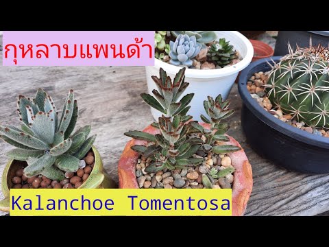 การลงปลูก การดูแล การขยายพันธุ์ ต้นกุหลาบหินแพนด้า Panda plant,Kalanchoe tomentosa