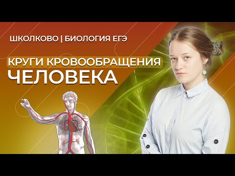 Самое простое и понятное объяснение кругов кровообращения человека за 3 минуты!!!!
