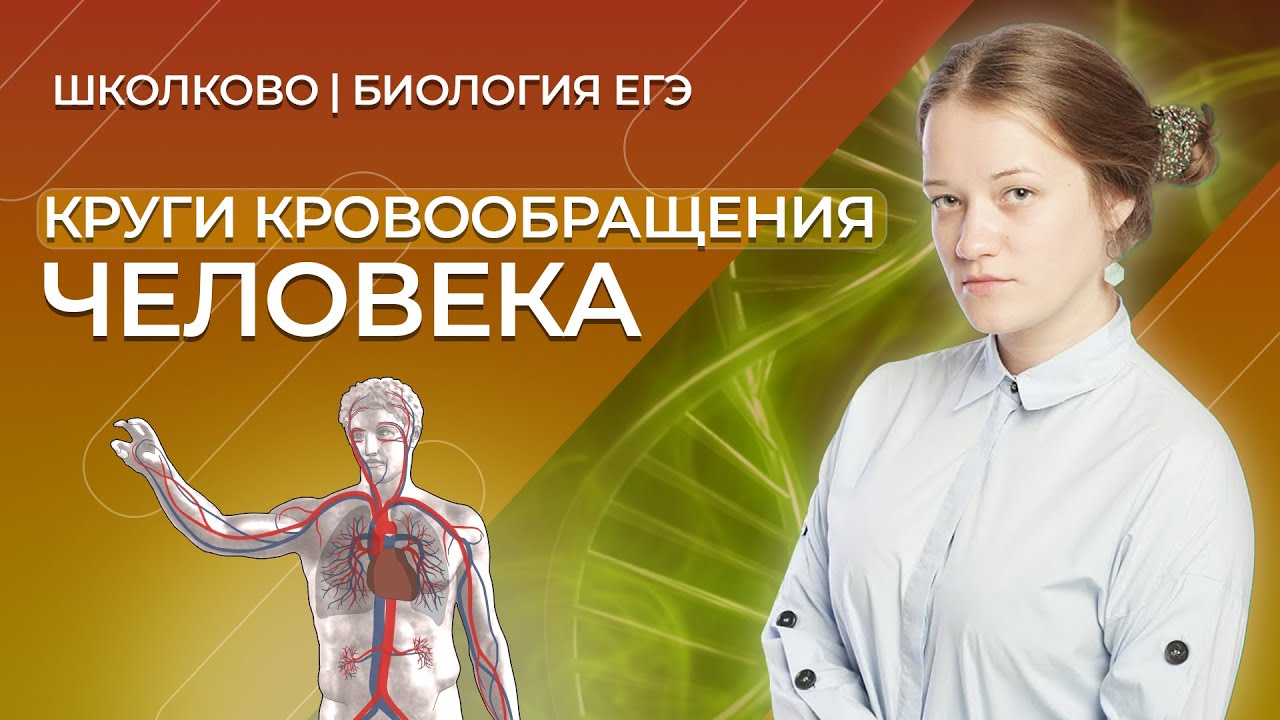 Самое простое и понятное объяснение кругов кровообращения человека за 3 минуты!!!!