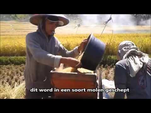 Video: Waar groeit wilde rijst?