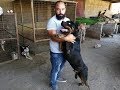 سبب ربط الكلب حتى لو كان مدرب سبب ربط الكلب حتى لو كان مدرب
