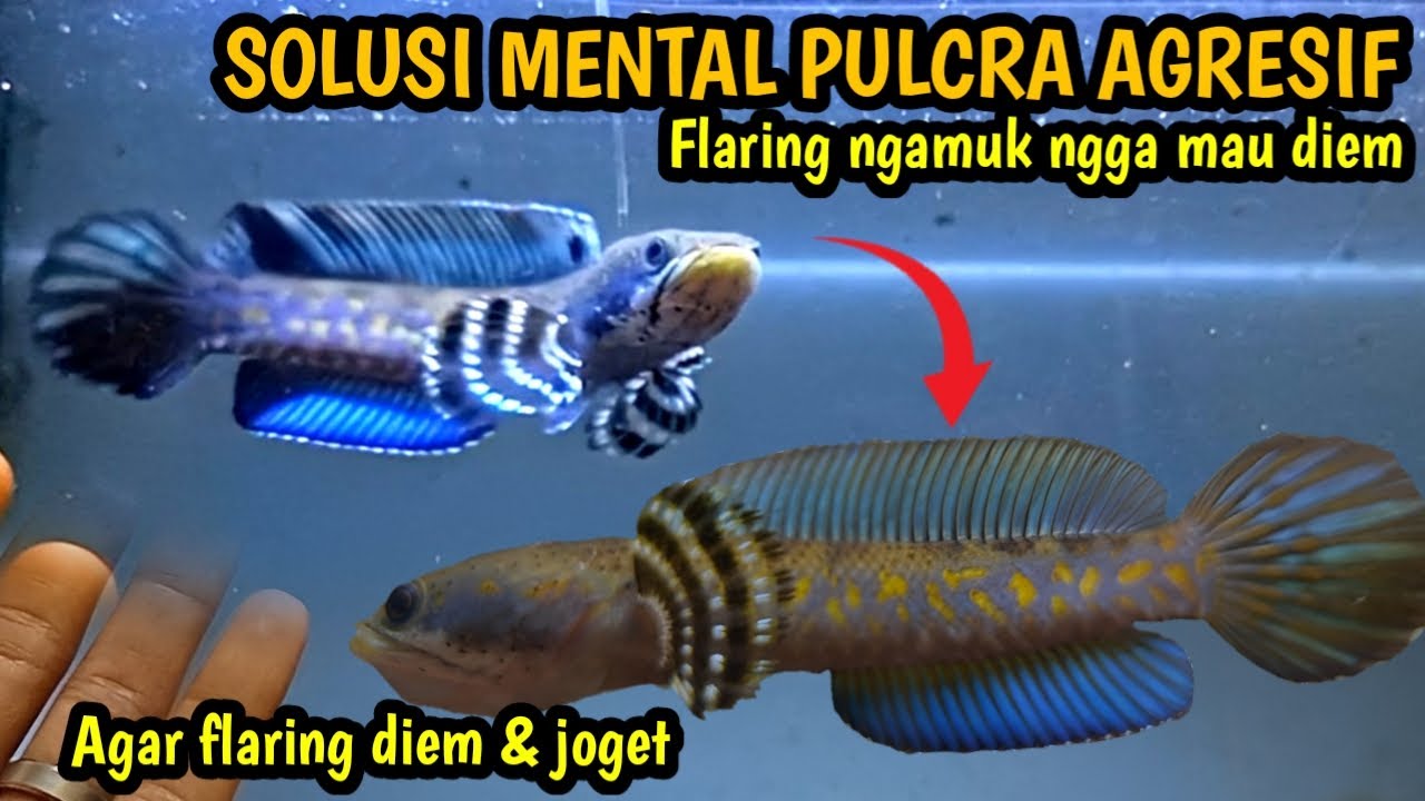 Как бороться с агрессивной рыбой, которая не хочет постоянно подбрасывать руку. Чанна Пулкра