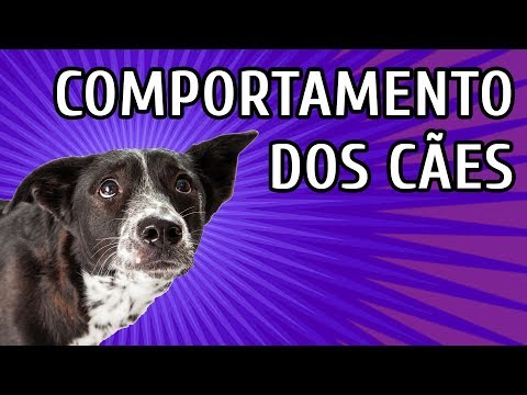 Vídeo: Terrier escocês