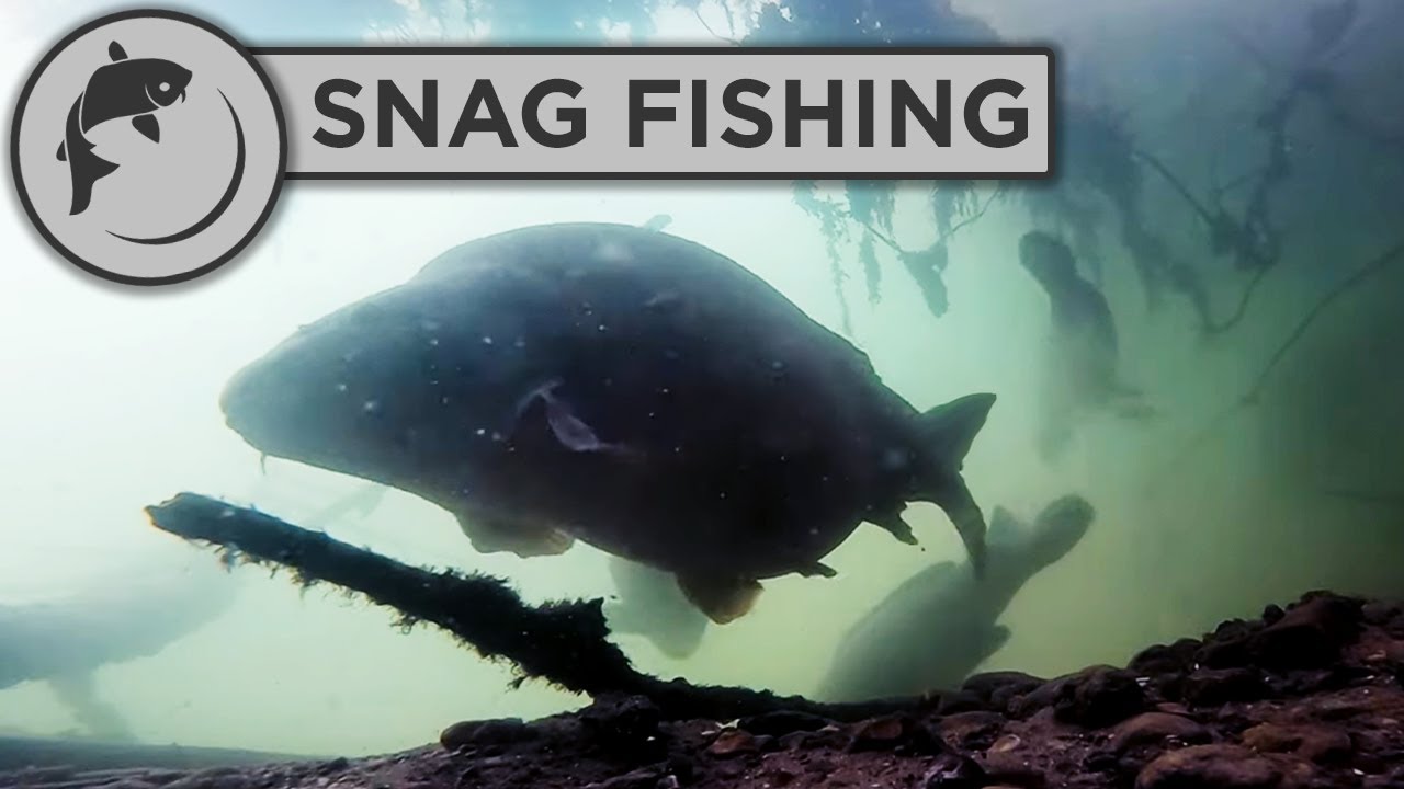 How To Catch Carp From Snags (Land More Carp!) YouTube