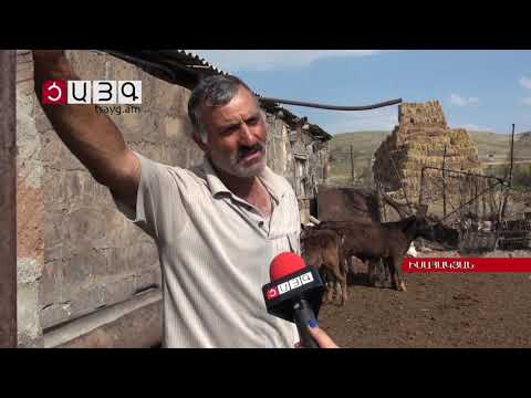 Video: Ինչպես արածեցնել կովերը