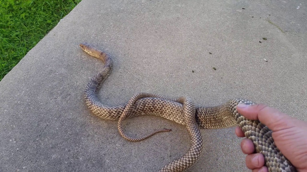 pylera farmacia del ahorro Coachwhip playing dead