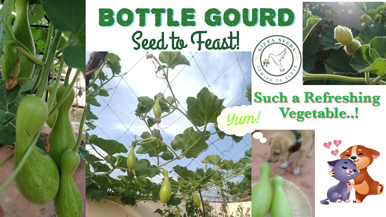BOTTLE GOURD "Harvesting Abundance Growing Huge Bottle Gourds for