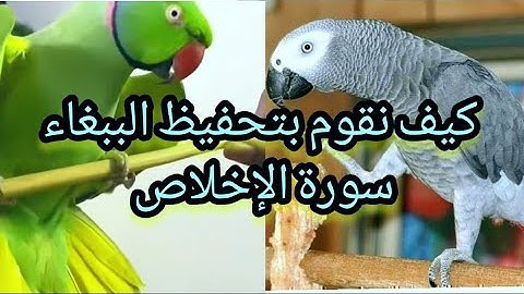 تعليم الببغاء الكلام مسجل سورة الإخلاص الكاسكو الأمازون ببغاء الدرة تعليم الأمازون الكلام