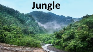 Aakash Gandhi - Jungle (2018) (Instrumental)