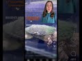 Neurologic Baby Turtle Swimming in Circles Isn’t Cute