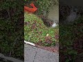 Sunset Summit Apartments (top-side culvert failure)