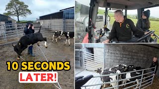 Farming Family On A Busy Bank Holiday || A Dangerous INFESTATION Is Living In Our Fields