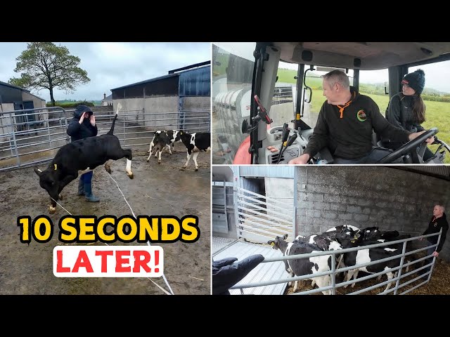 Farming Family On A Busy Bank Holiday ||  A Dangerous INFESTATION Is Living In Our Fields class=