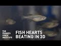 Studying Beating Fish Hearts in 3D