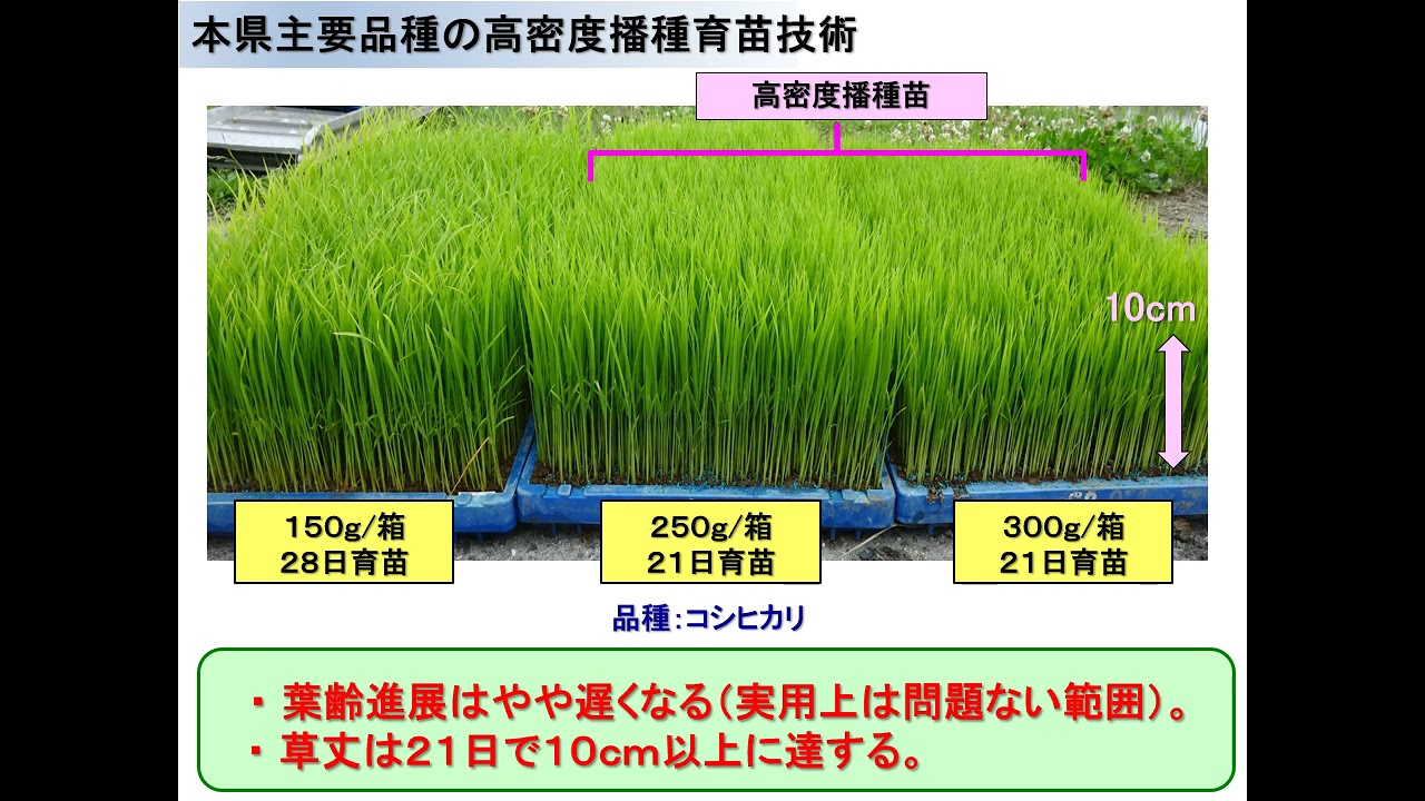 育苗箱数を半減できる水稲高密度播種苗の疎植栽培 Youtube 育苗箱数を半減できる水稲高密度播種苗の疎植栽培 Youtube