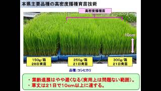 育苗箱数を半減できる水稲高密度播種苗の疎植栽培