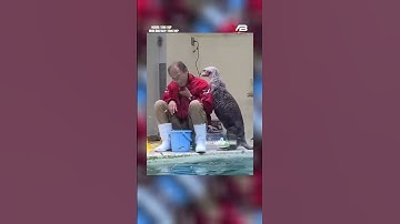 Những chú rái cá hiểu chuyện đến    Dễ thương