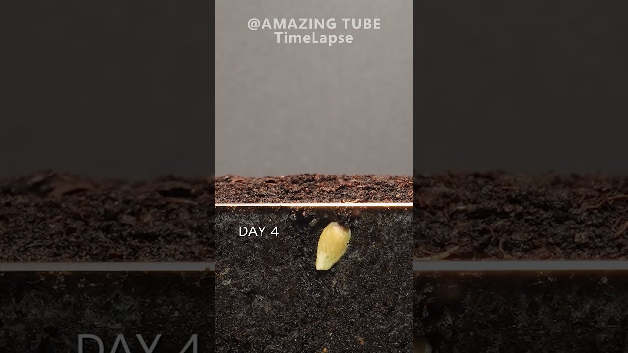Growing Orange Tree From Seed Timelapse Plants