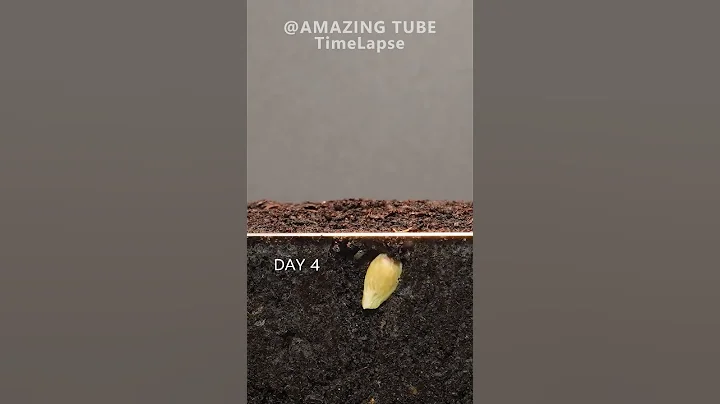 Growing Orange Tree from seed #timelapse #plants