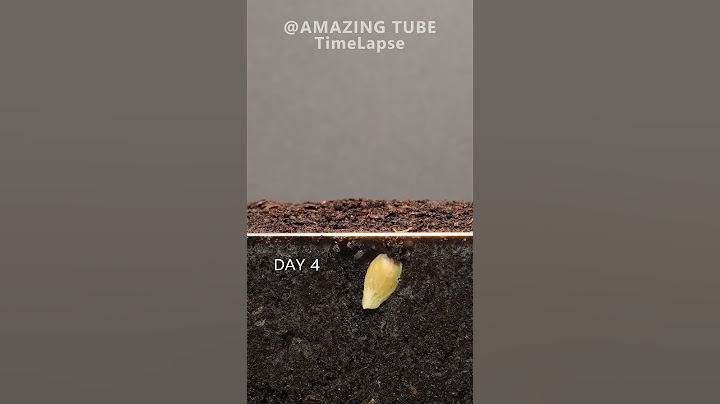 Growing Orange Tree from seed #timelapse #plants