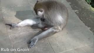Monkeys Are Masturbating With Stone Sex Toys, Researchers Find