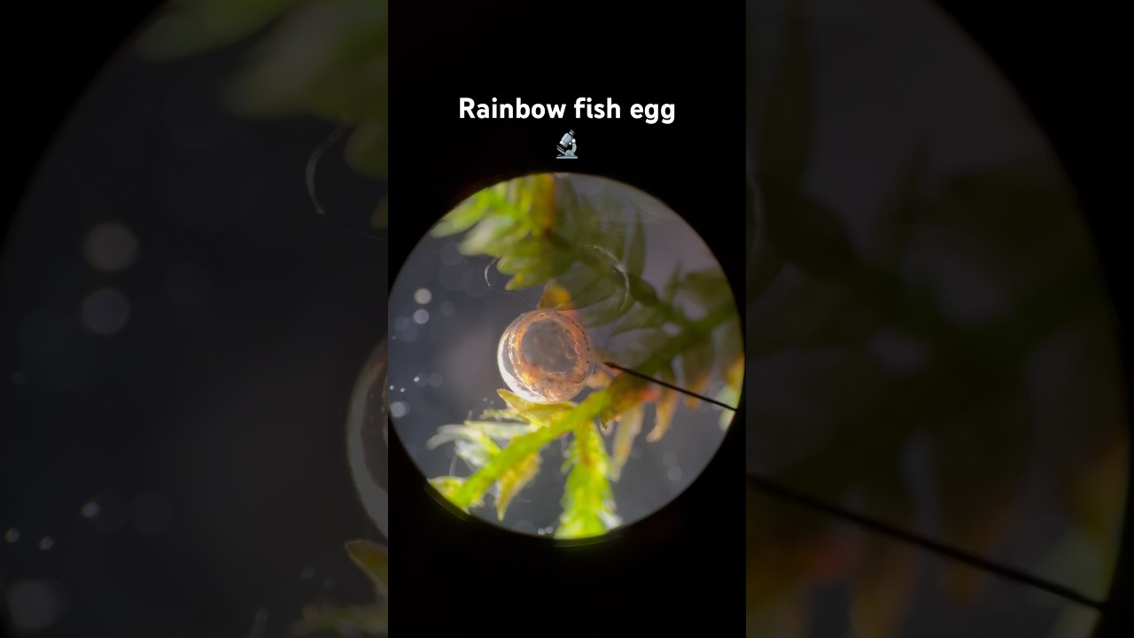 A baby rainbow fish egg under the microscope #aquarium #plantedtank #microscope