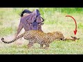 Wildebeest Tries Saving her Injured Calf From Leopard & Warthogs