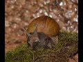 Haltungstipps für Achatina fulica var. hamillei f. rodatzii