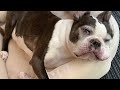 Sleepless Boston Terrier Episode 87