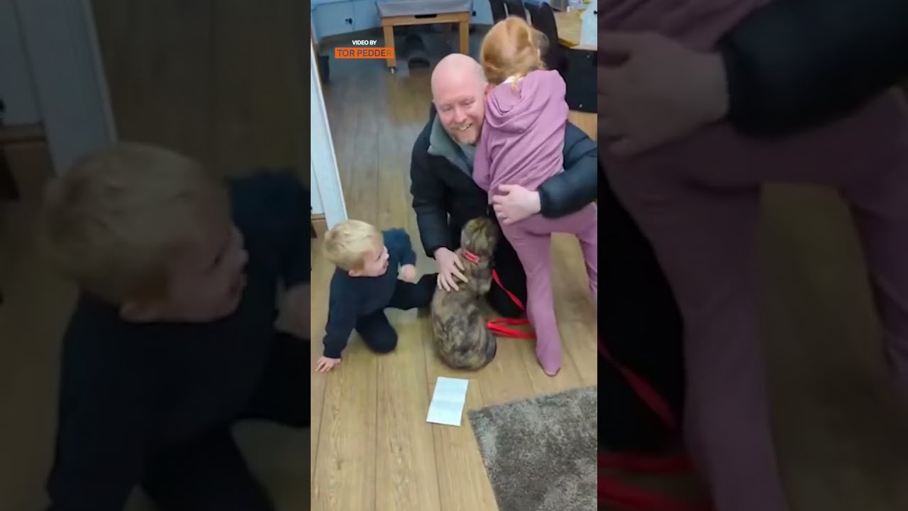 A Wolfhound Surprise They Ll Never Forget 