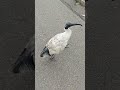 Friendly Ibises roaming in the park.